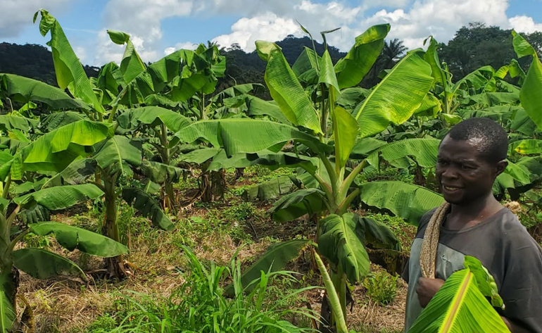 Production de banane plantain au Cameroun